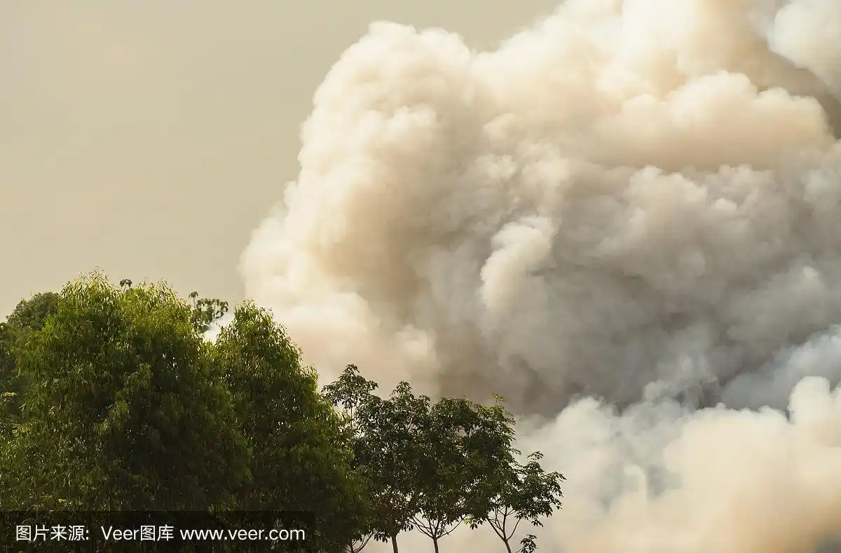 森林火灾,白色,拥挤的,烟,狂怒的