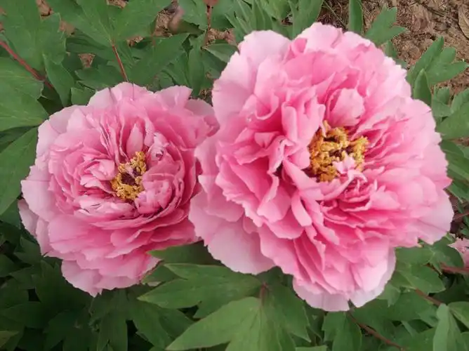 [分享]洛阳牡丹——银红巧对