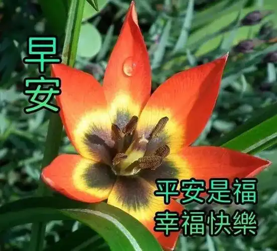 早上好图片带字带祝福语2021秋日清晨友谊早安问候语图片文字