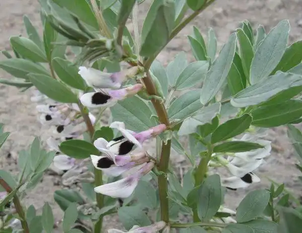 蚕豆开花是什么样