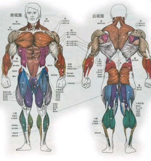 全身肌群分布图