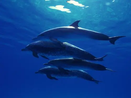 五彩斑斓的海底世界,高清图片,电脑桌面-壁纸族