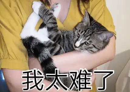 萌宠 可爱 喵星人 逗 文字表情包