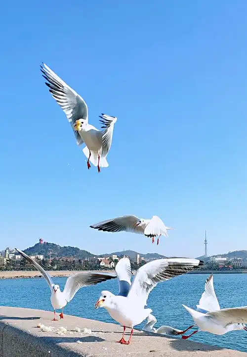 碧海蓝天下的青岛栈桥,海鸥在自由的翱翔––君朋视觉手机摄影2021.1.