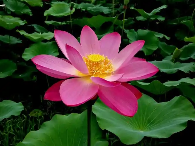 当"夏"南京玄武湖公园品味最美荷花(上)