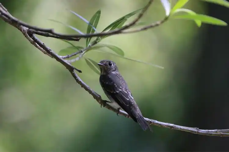一只黑雀鸣翠幽两瓣落花逝水流