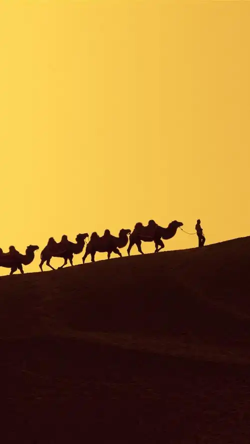 壁纸 沙漠,沙丘,骆驼,剪影 5120x2880 uhd 5k 高清壁纸, 图片, 照片