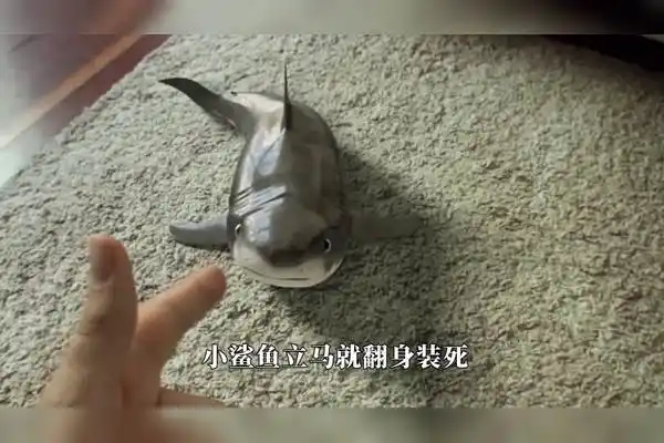 男子家养小鲨鱼,每天在一起玩耍,萌萌的真可爱
