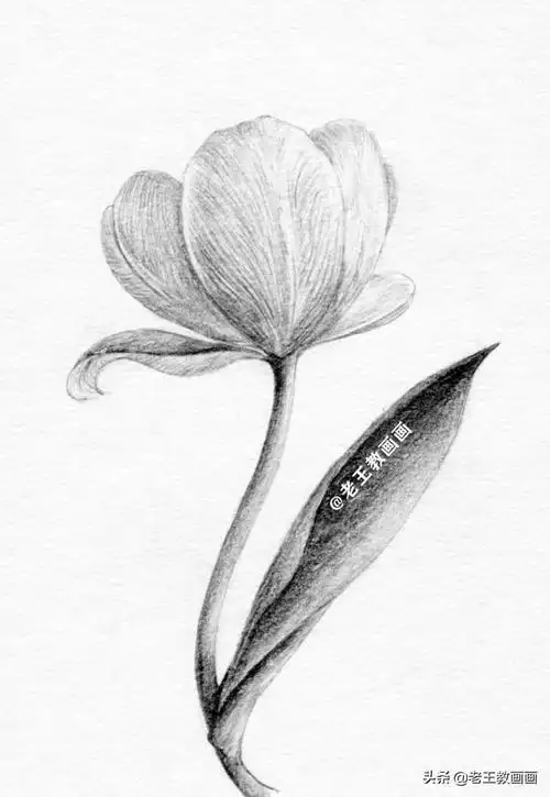 铅笔画荷花教程(画什么最好看又简单)