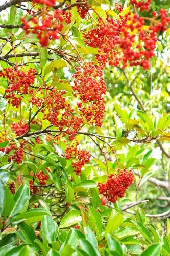 红果冬青—— "许愿树"美丽传奇