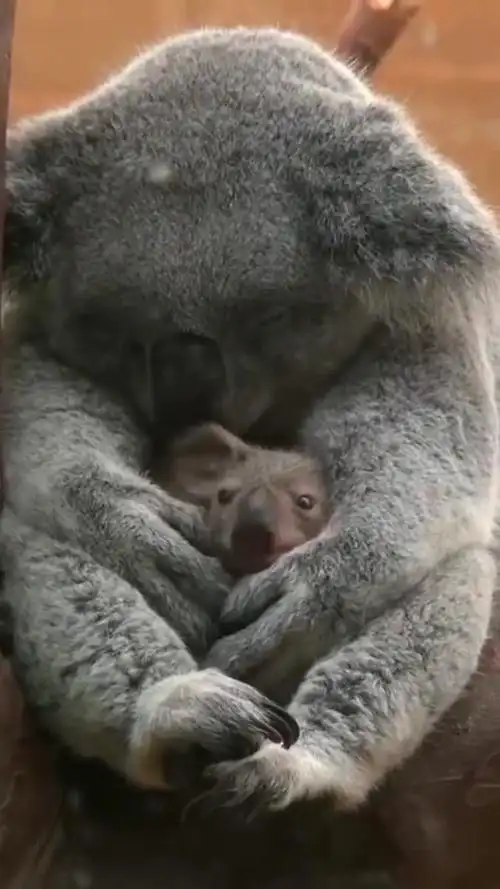 考拉妈妈和小宝宝,都很乖呀!