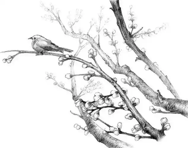 零基础素描教程|高尚的心-腊梅