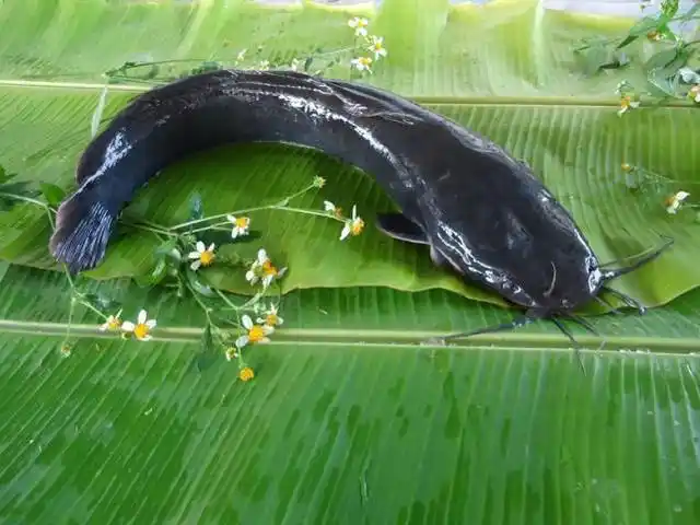 非洲产的"胡子鱼",引进中国后泛滥成灾,但吃货却表示不敢吃