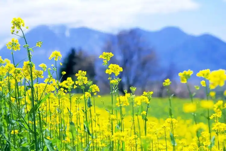 中国最美的春景在哪里?