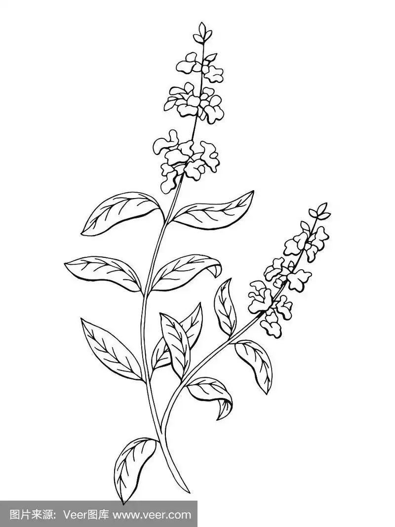 鼠尾草草花图形黑白孤立素描向量