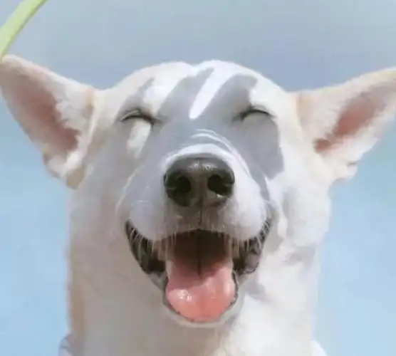 治愈系的天使般狗狗的笑容汪汪头像封面抖音头像