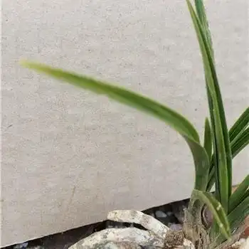 下山大龙根正宗木纹皮有黄头