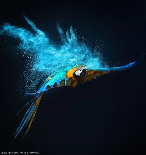 关键词:炫酷飞翔的鹦鹉 唯美 炫酷 飞翔 鹦鹉 粉末 动物 可爱 鸟类