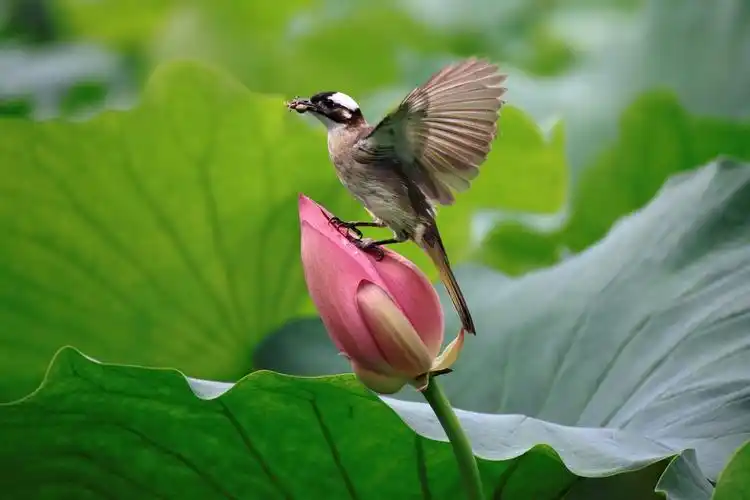 【图】荷花上的鸟儿-蜂鸟摄影论坛