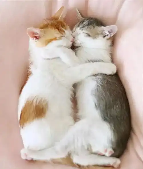 养两只猫的乐趣到底有多大有你陪伴再也不孤单了