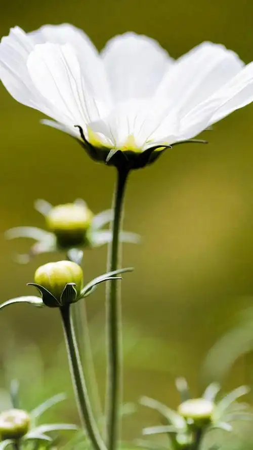 唯美小清新护眼花卉