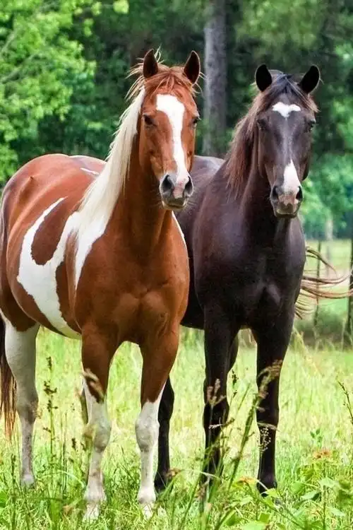 壁纸 草地上的四匹骏马 1920x1200 hd 高清壁纸, 图片, 照片