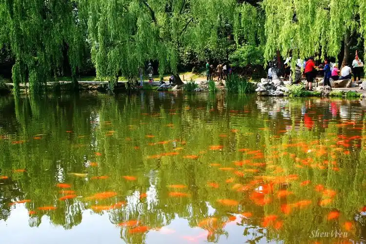 【引用】杭州西湖花港观鱼【原创】