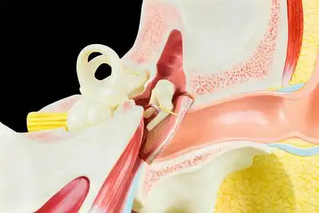 断面人耳结构三维人耳解剖三维人耳解剖耳朵解剖上白色矢量孤立主体