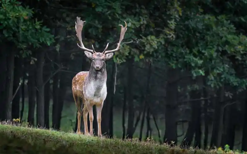 可爱梅花鹿高清摄影图片桌面壁纸