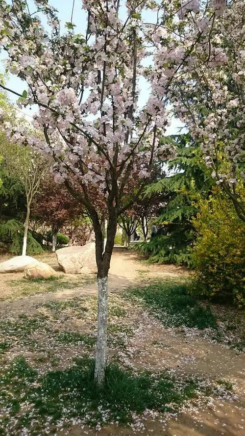 我对树说:你在做什么? 树说:我在开花呀.