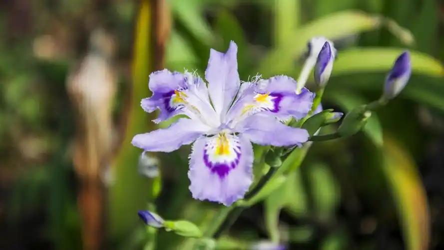 蝴蝶花朵盛开2021年春天5k高清照片图片