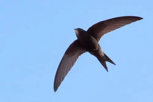 鸟为什么能飞起来没你想的那么简单