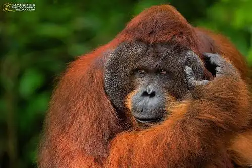 飞翔的荷兰猪号海盗船的喜欢 | lofter(乐乎) - 让兴趣,更有趣