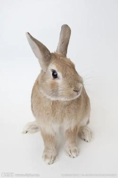 兔子图片