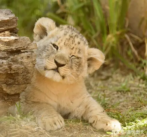 傲娇顽皮小狮子各种姿势晒美照