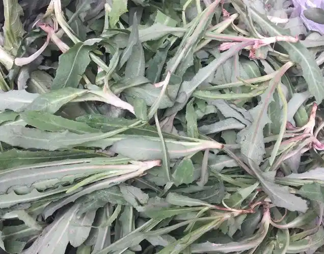 野菜,你能认识几种?