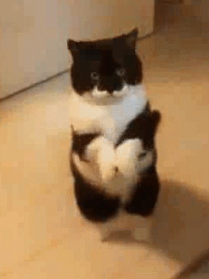 门口来了个要饭的,猫咪"拱手作揖":可怜可怜吧!给口吃的吧!_主人