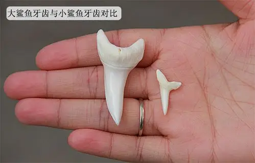 辟邪鲨鱼牙吊坠真鲨鱼牙齿项链项坠男女个性护身符转运鲨鱼牙项链