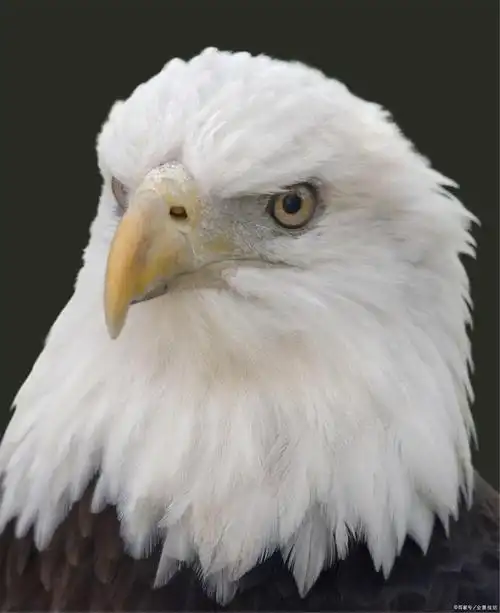 巨大的鹰影在草地上窜动不已