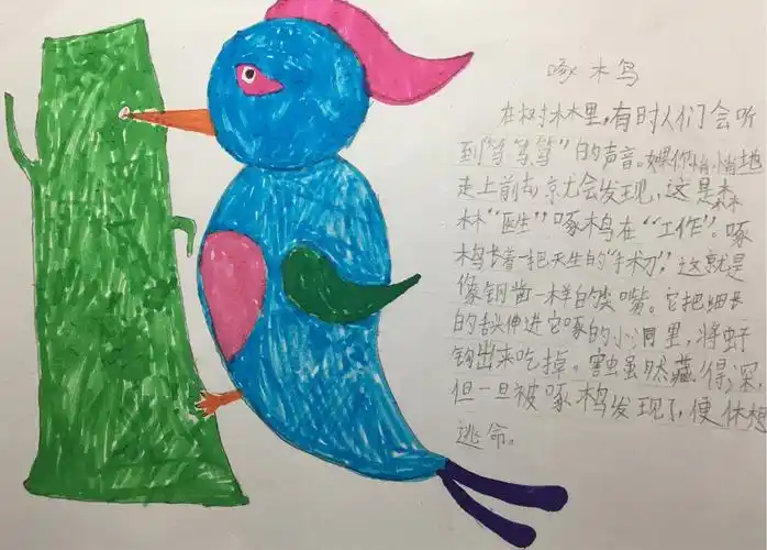 有益动物名片之啄木鸟