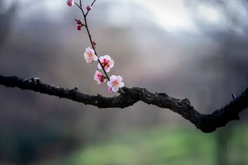 一枝梅7南京溧水秦淮梅园