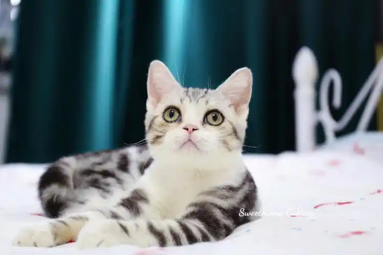 现猫美短银虎斑加白弟弟繁育级