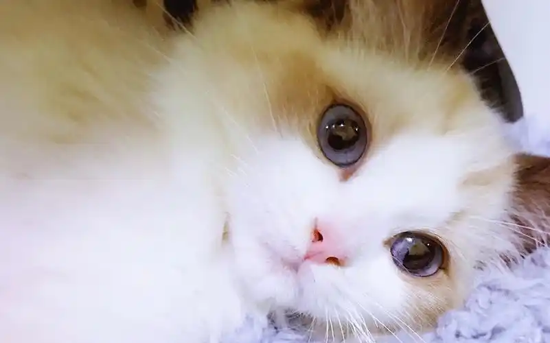 【布偶媚娘】小猫在怀里哼唧萌化老夫的一颗少女心