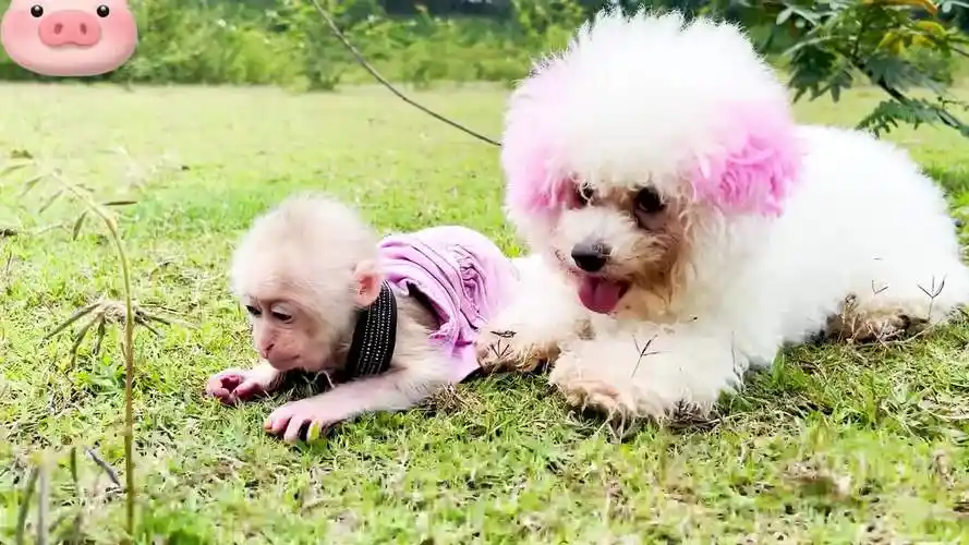 猴宝宝和狗狗一起分享水果