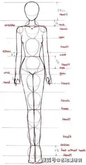 动漫漫画人体比例