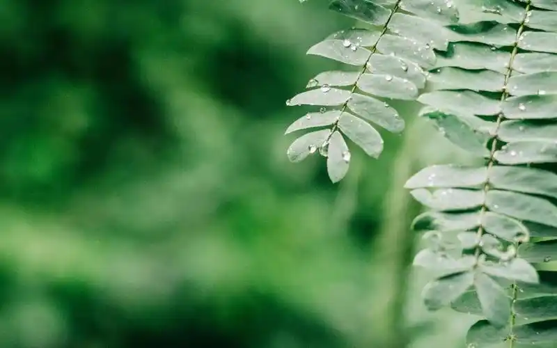 绿色护眼唯美壁纸要好好保护眼睛哦