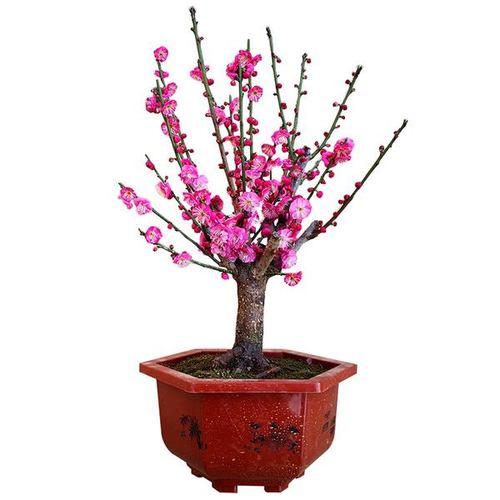 树苗梅花老桩室内客厅盆栽观赏花卉绿植红梅时令草本花卉