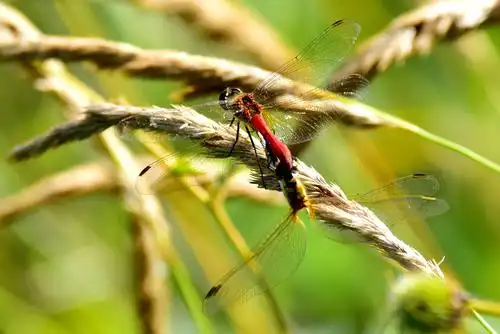 豪哥街拍# ——自由游弋在荷塘中的小可爱——红蜻蜓——北国小城的