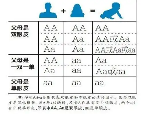 单眼皮宝宝还能变成双的吗?遗传基因竟如此神奇!