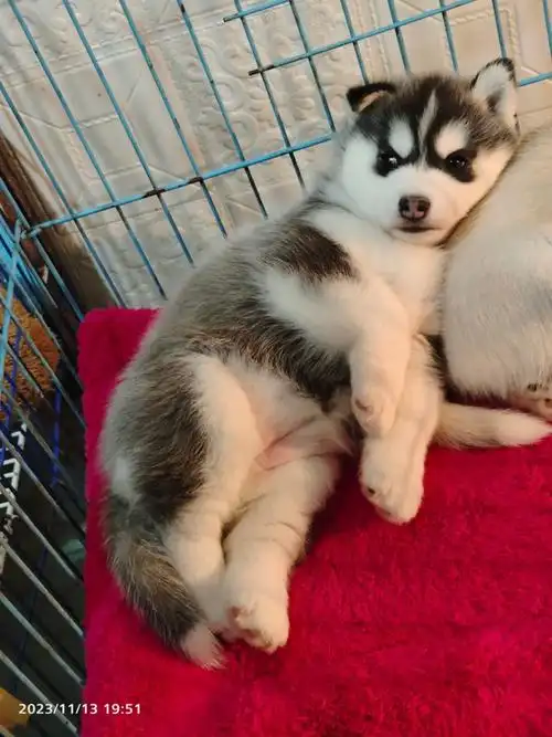 哈士奇 #小奶狗 第一针疫苗记录 - 抖音